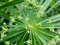 flowering plant of Juncus effusus L with many small flowers