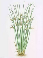 a colorful drawing of Juncus effusus L plant