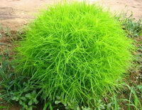 plants of Kochia scoparia L.Schrad. grow in field