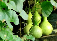 plant of Lagenaria siceraria Molina Standl grow with three big calabash gourds and green leaves