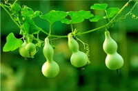 plant of Lagenaria siceraria Molina Standl with one small and four big calabash gourds