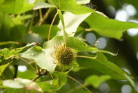 fruiting tree of Liquidambar formosana Hance with one unmature fruit hanging on branch