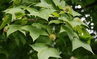 fruiting tree of Liquidambar formosana Hance with several unmature green fruits
