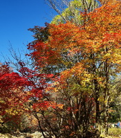 trees of Liquidambar formosana Hance with reddish leaves grow in autumn
