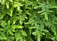 many green leaves of Lygodium japonicum Thunb.Sw.