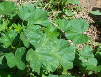 plants of Malva verticillata L grow in field