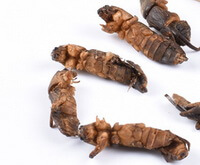 several dried yellow brownish herb of Mole Cricket