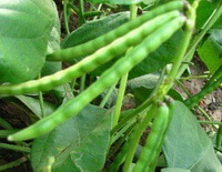 fruiting plant of Phaseolus calcaratus Roxb. with green pods grow in field