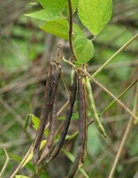 growing plant of Phaseolus calcaratus Roxb with many brownish long pods hanging on stems.