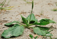 a shrub of Plantago asiatica L with a spike grow in field