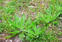 plants of Plantago depressa Willd with flowers spikes grow in field