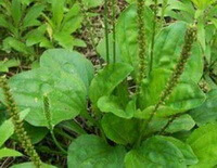 plants of Plantago major L with flower spikes grow in field