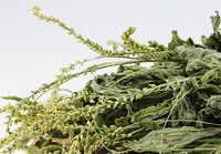 Herba Plantaginis