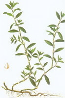 en farverig tegning af Polygonum aviculare L.,rod,stængler og grønne blade,blomster