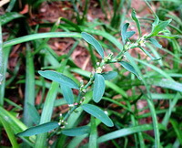 planter af Polygonum aviculare L. med grønne blade vokser på marken