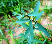 en plante af Polygonum aviculare L. med små blomster vokser på marken