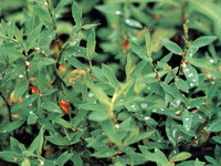 blomstrende planter af Polygonum aviculare L med røde blomster vokser i en klynge