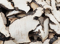Polyporus