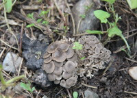 Svampe af Polyporus umbellatus Pers Fr. vokser på marken
