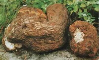 fresh poria mushroom of Poria cocos Schw Wolf.01