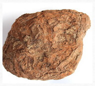 a brownish poria of Poria cocos Schw Wolf.03
