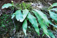 plants of Pyrrosia davidii Bak.Ching. with long leaves grow in field