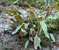plants of Pyrrosia lingua Thunb.Farwell. grow in a cluster in field
