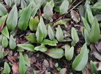 many shrubs of Pyrrosia lingua Thunb.Farwell. grow in field