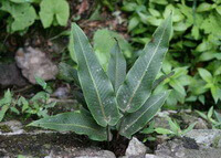 shrub of Pyrrosia lingua Thunb.Farwell. grow in field