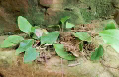 plants of Pyrrosia petiolosa Christ Ching. grow in rocks