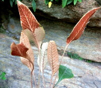 plants of Pyrrosia petiolosa Christ Ching. with reddish brown leaf back surface
