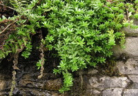 plantes pendantes de Sedum sarmentosum Bunge poussant sur un mur de pierre