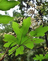 flowering tree of Tetrapanax papyriferus Hook.K.Koch. with many white flowers