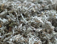 Herba Artemisiae Scophariae
