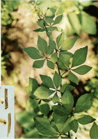 albero di Acanthopanax gracilistylus W.W. Smith. con numerose foglie verdi