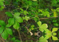 albero di Acanthopanax gracilistylus W.W. Smith con molte foglie verdi lobate