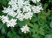 flowering plant of Angelica pubescens Maxim. with many small white flowers