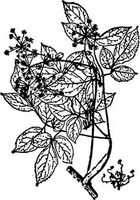 a black white drawing of Angelica pubescens Maxim.,stem,leaves and flowers