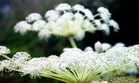 white small flowers of Angelica pubescens Maxim.