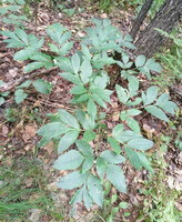 a shrub of Angelica pubescens Maxim. f. biserrata Shan et Yuan. grow near a tree in forest