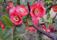 several red flowers growing on branches of Chaenomeles speciosa Sweet Nakai.