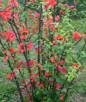 flowering tree of Chaenomeles speciosa Sweet Nakai. with many red flowers and green leaves