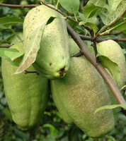unmature green fruits of Chaenomeles speciosa Sweet Nakai are hanging on branches