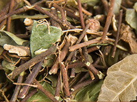 dried herb segments and leaves of Chinese Starjasmine Stem in a pile