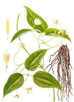 a colorful drawing of Clematis chinensis Osbeck.,drawing of roots,stem and leaves,white flowers and seeds