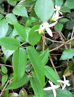 flowering plants of Clematis chinensis Osbeck.,with green leaves and several small white flowers