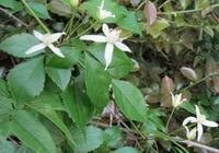 flowering plants of Clematis chinensis Osbeck. with several whitish flowers