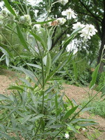 several flowering plants of Clematis hexapetala Pall. with several white flowers grow in field