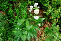 a flowering plant of Clematis hexapetala Pall. with green leaves and several small white flowers