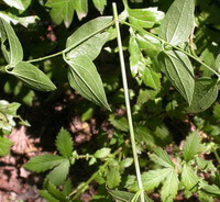 plants of Clematis mandshurica Rupr grow in field with many green leaves